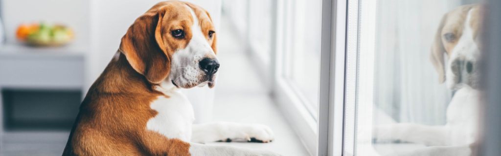 dog looking out window