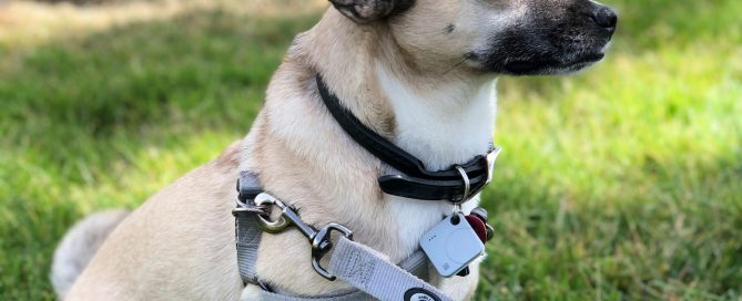 Dog Reactivity Training Newcastle