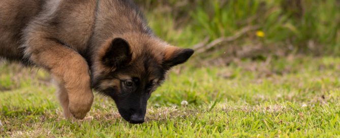K9 Nosework Classes Newcastle