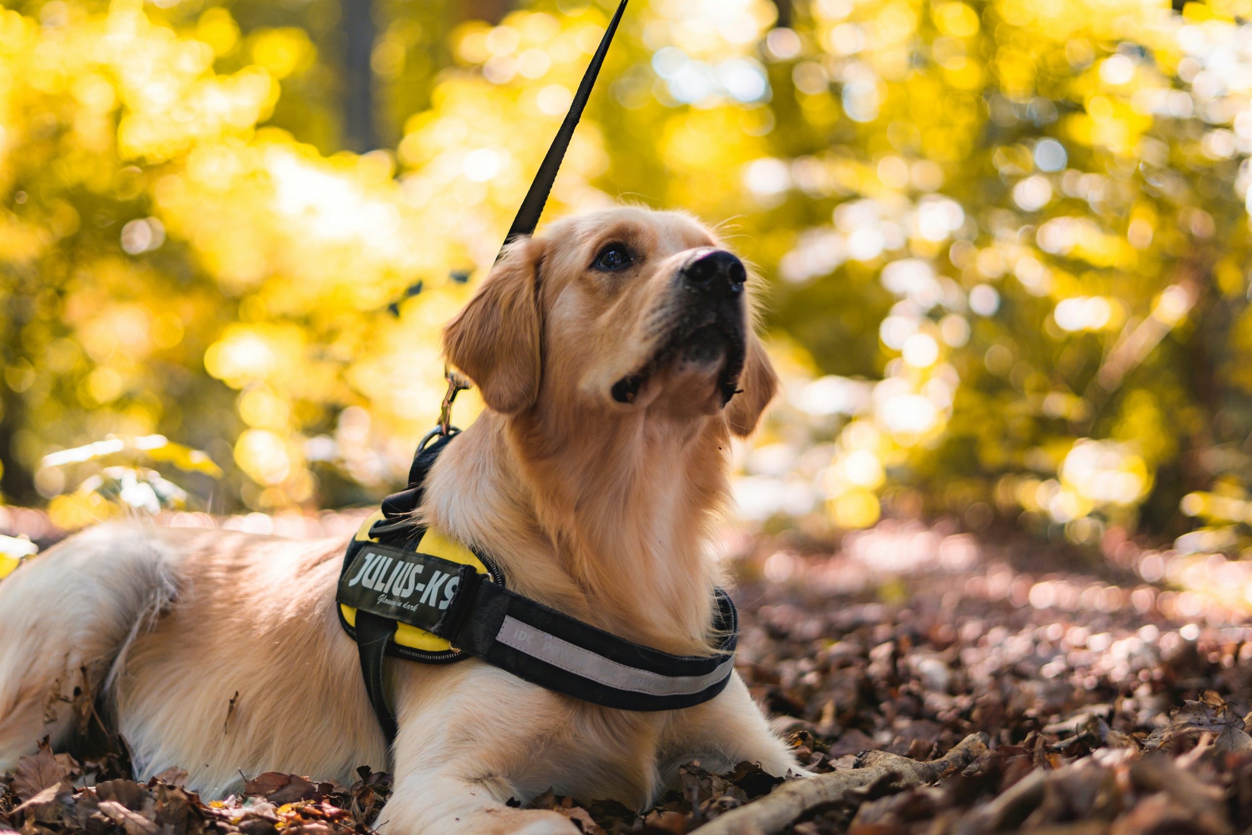 FREE ASSISTANCE DOG WEBINAR
