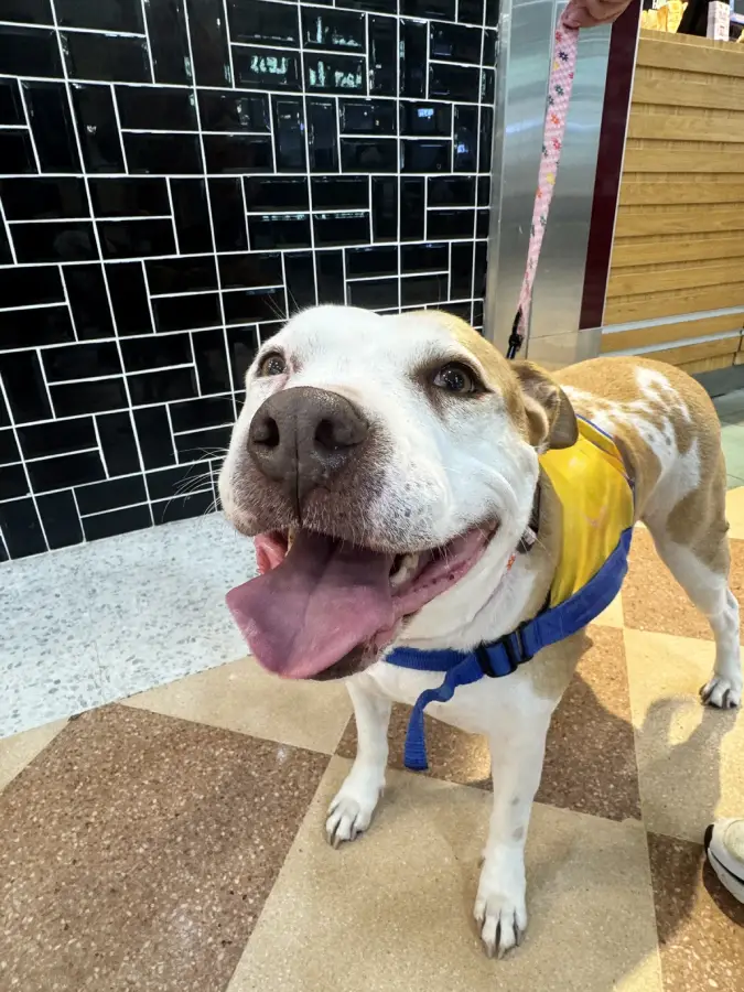 Assistance Dog Pic 4 jpg