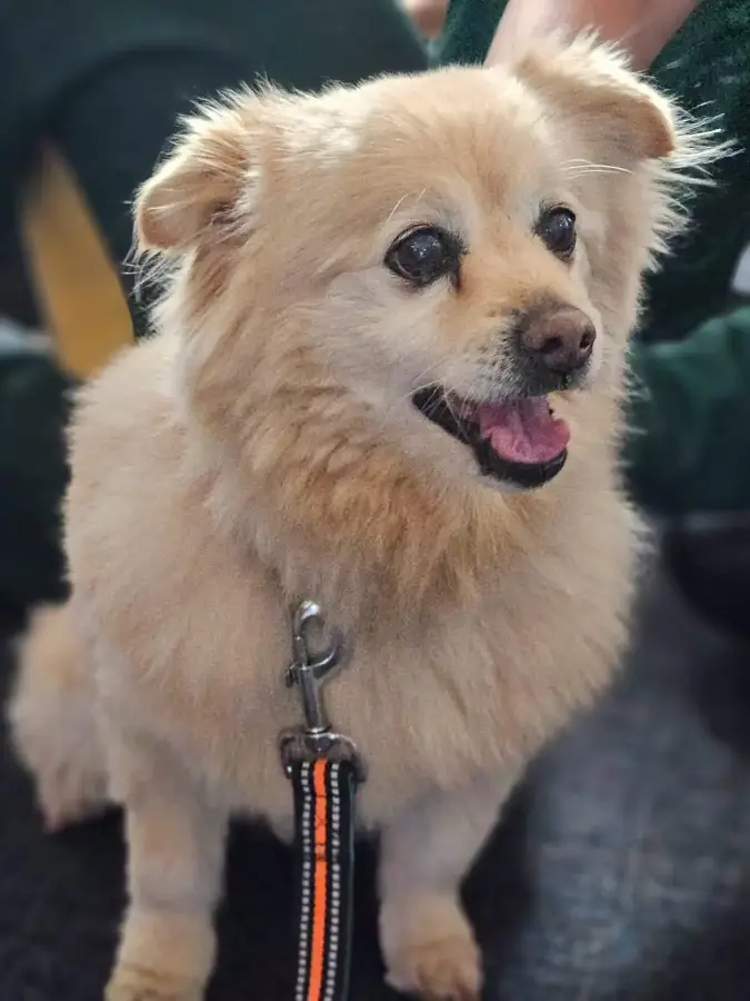 Desmond School Support Dog