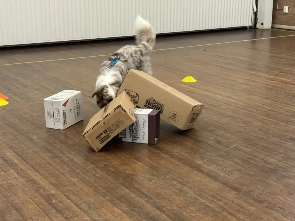 Nosework Pic 2