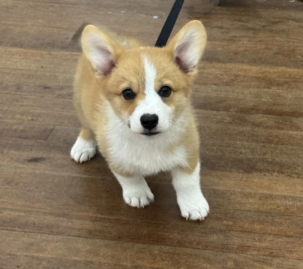 Puppy Pic 1