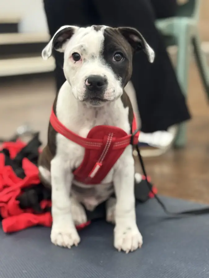 Puppy Pic 4