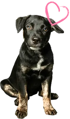 puppy heart