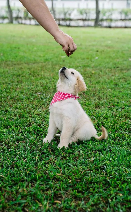 puppy preschool (1)