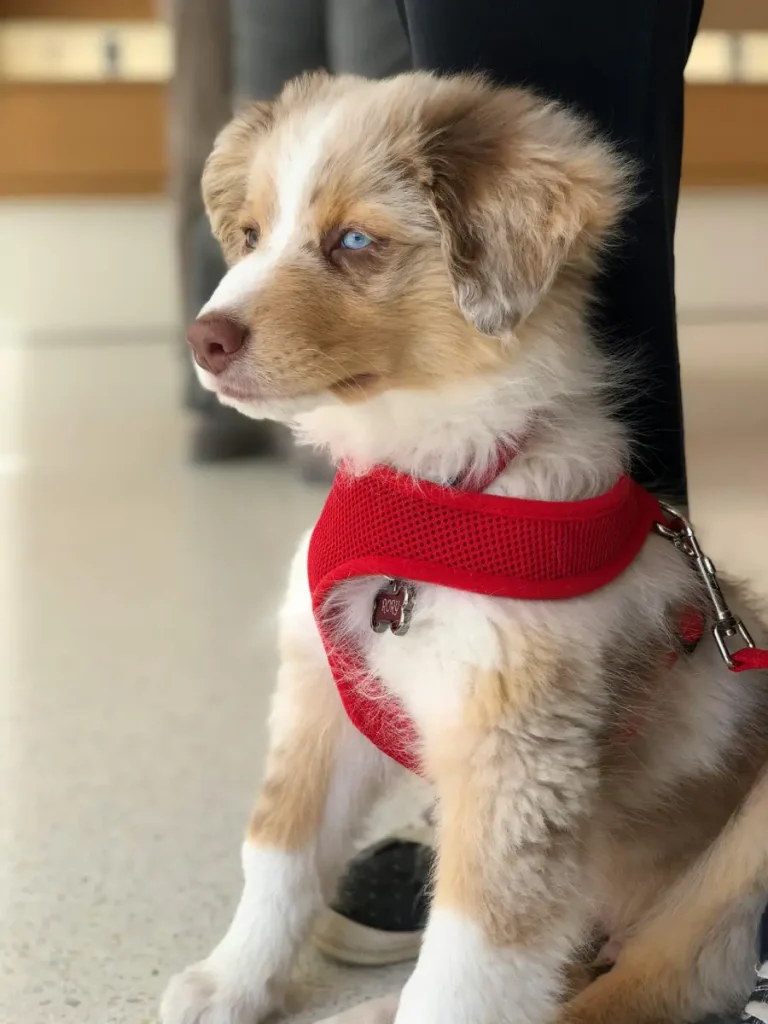 puppy training
