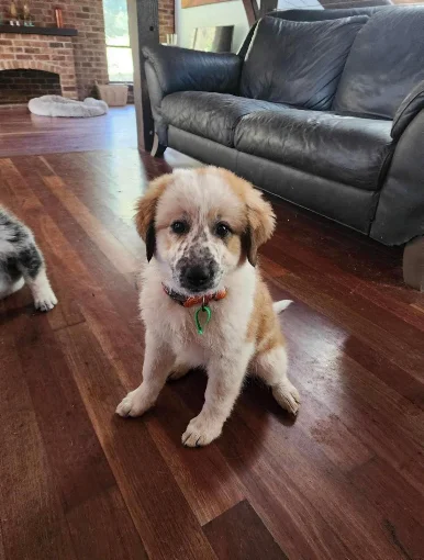 puppy